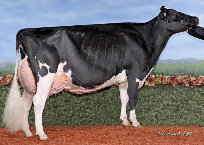 Jacobs Lambda Baz VG-87 2Yr - Ferme Jacobs