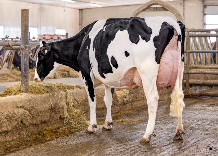 Erbacres Snapple Shakira EX-97 4E 7* - Ferme Jacobs Erbacres Snapple Shakira EX-97 4E 7* - Ferme Jacobs