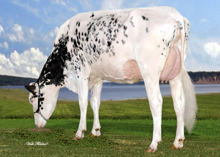 Erbacres Snapple Shakira EX-97 4E 7* - Ferme Jacobs Erbacres Snapple Shakira EX-97 4E 7* - Ferme Jacobs